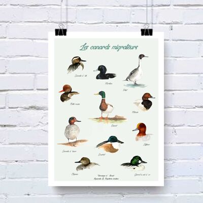 Affiche Les canards migrateurs