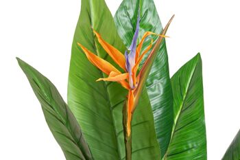 PLANTE PVC 100X100X145 STRELITZIA JA178786 2