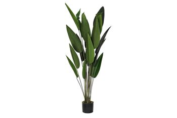 PLANTE PE 50X50X160 AVE DU PARADIS VERT JA192390 1