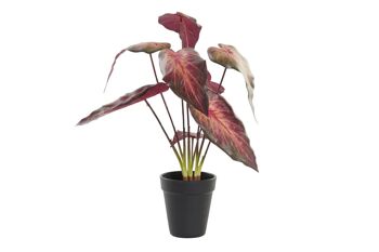 PLANTE PE 20X20X38 ROUGE JA193859 1