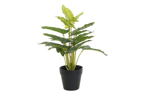 PLANTA PVC PP 25X25X30 CALA VERDE JA193863