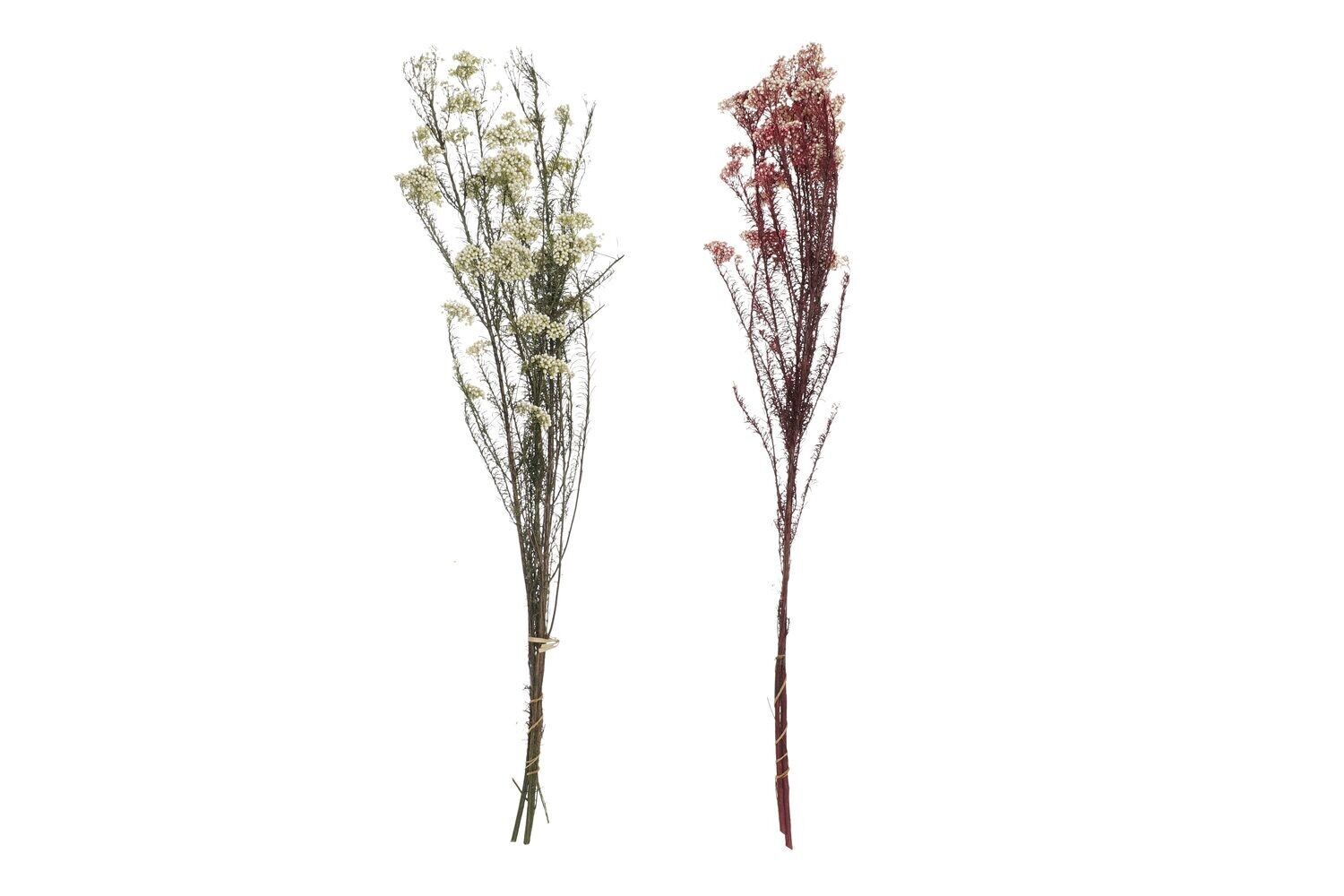 BOUQUET DI FIORI SECCHI 11X3X72 FIORI DI RISO 2 ASSORTIMENTI. JA196534