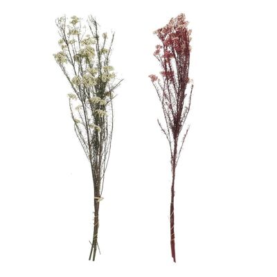 DRY FLOWER BOUQUET 11X3X72 RICE FLOWER 2 ASSORTMENTS. JA196534