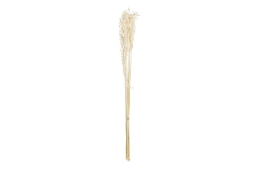 RAMO FLOR SECA 8X3X57 AVENA BEIGE JA196537