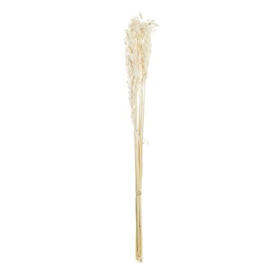 BOUQUET DI FIORI SECCHI 8X3X57 BEIGE AVENA JA196537