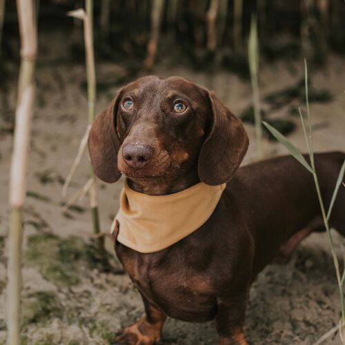 Velvet Honey - Bandana - XS