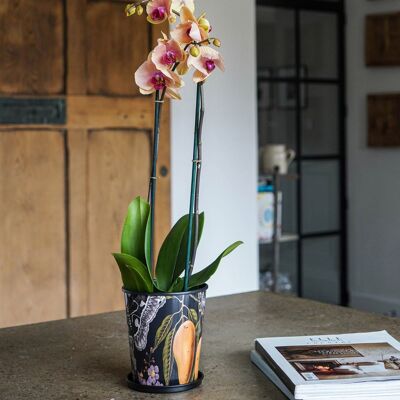 Kew Eclectic Orangery Planter With Saucer