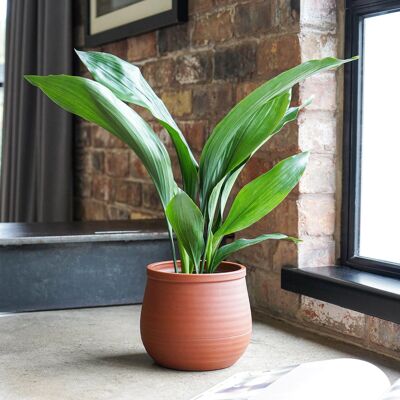 Kew Burnt Umber Temperate House Handthrown Planter