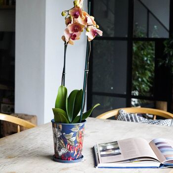 Pot de fleurs pour maison tempérée Kew avec soucoupe 1