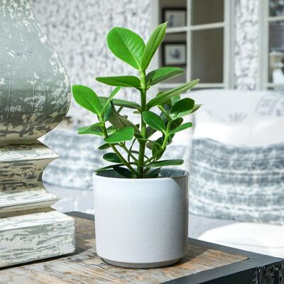 Leon White Premium Glaze, Ceramic Planter