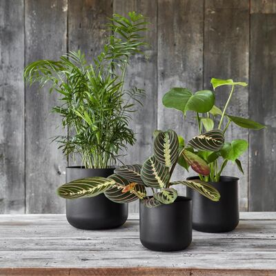 Lisbon Anthracite Premium Glaze Planter