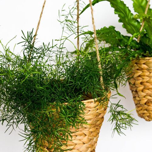 Set of 2 Sustainable Hanging Water Hyacinth Planters
