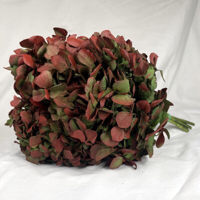 Stabilized Hydrangea head - Two-tone Green/Red