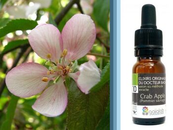 Fleur de Bach Crab Apple (Pommier sauvage) BIO*