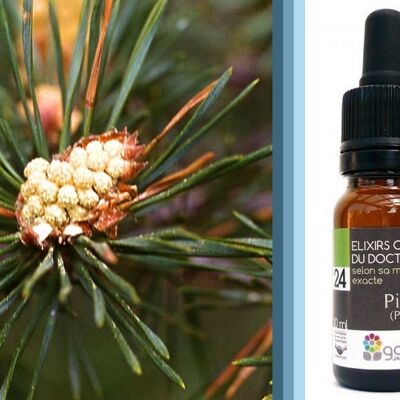 Bach Flower Pine (Scots Pine) ORGANIC*