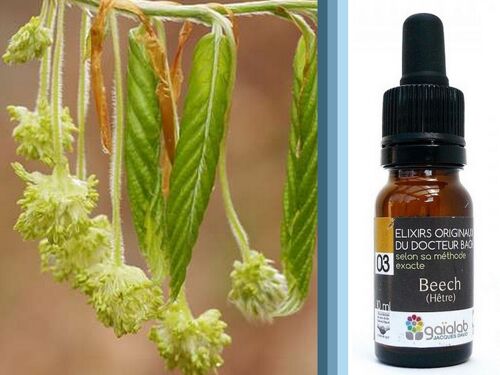 Fleur de Bach Beech (Hêtre) BIO*