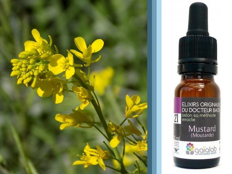 Senape ai Fiori di Bach (Senape) BIOLOGICO*