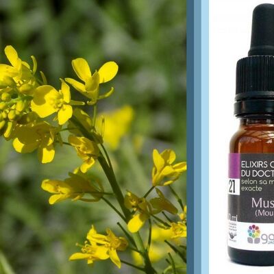 Fleur de Bach Mustard (Moutarde) BIO*