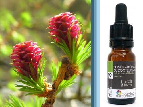 Fleur de Bach Larch (Mélèze) BIO*