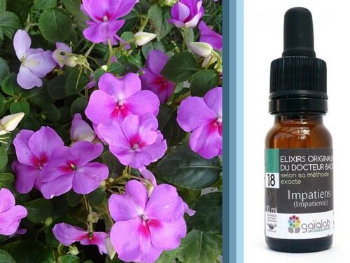 Fleur de Bach Impatiens (Impatiente) BIO*