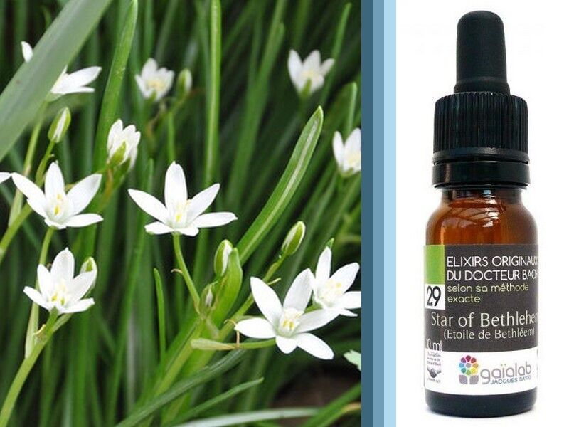 Fiore di Bach Star of Bethlehem (Stella di Betlemme) BIOLOGICO*