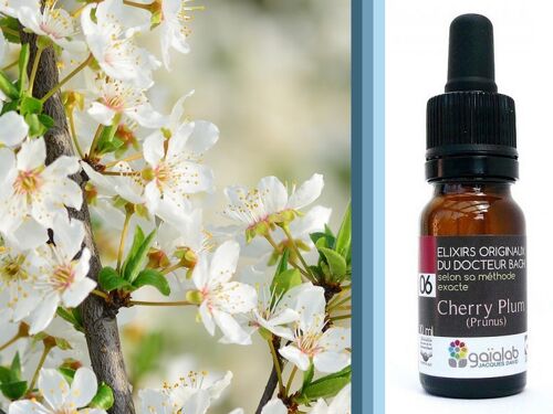 Fleur de Bach Cherry Plum (Prunier Myrobolan) BIO*