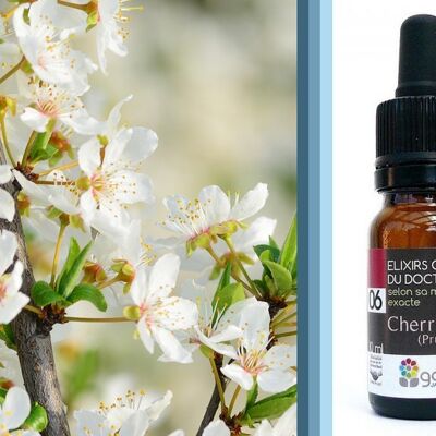 Bach Flower Cherry Plum (Myrobalan plum) ORGANIC*