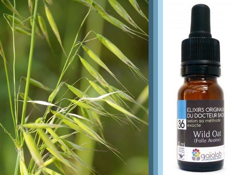 Fiori di Bach di avena selvatica BIOLOGICO*