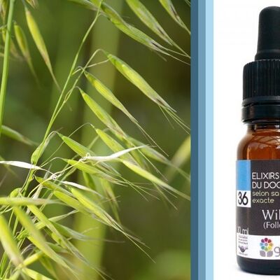 Fleur de Bach Wild Oat (Folle-avoine) BIO*