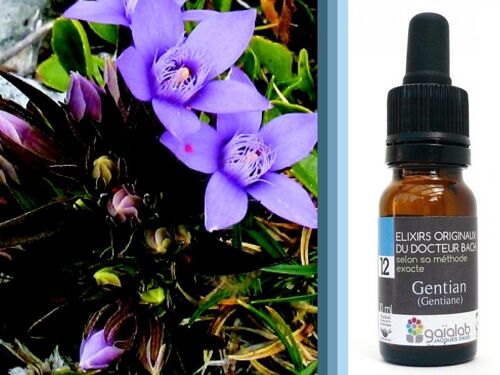 Fleur de Bach Gentian (Gentiane) BIO*