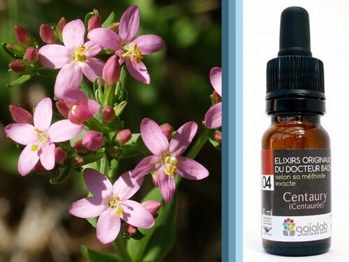 Fleur de Bach Centaury (Centaurée) BIO*