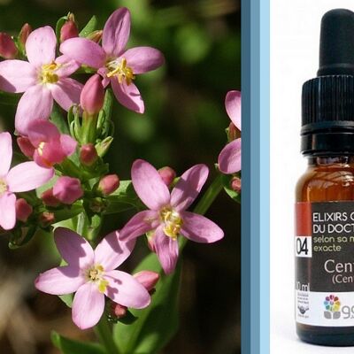 Fleur de Bach Centaury (Centaurée) BIO*