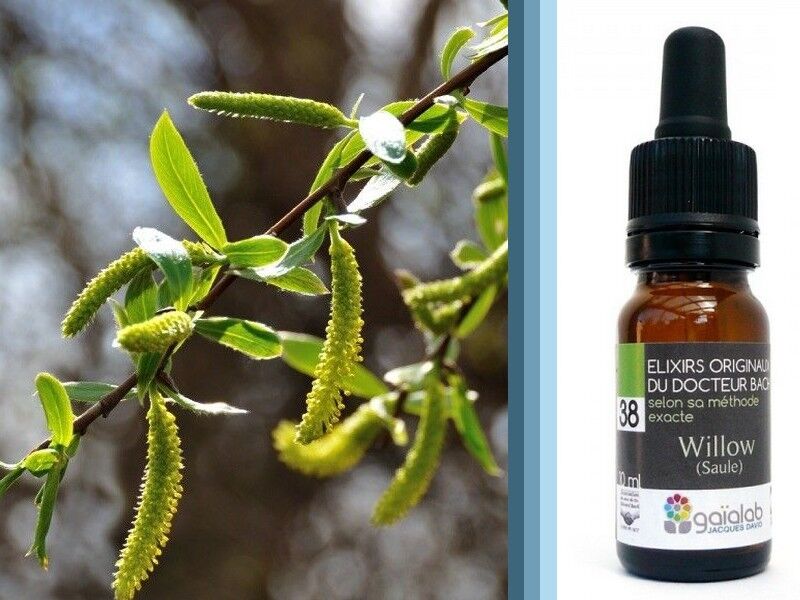 Fiore di Bach Salice (Salice Bianco) BIOLOGICO*