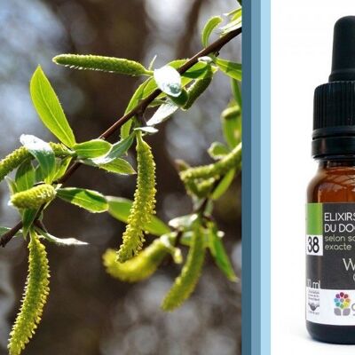 Fleur de Bach Willow (Saule blanc) BIO*