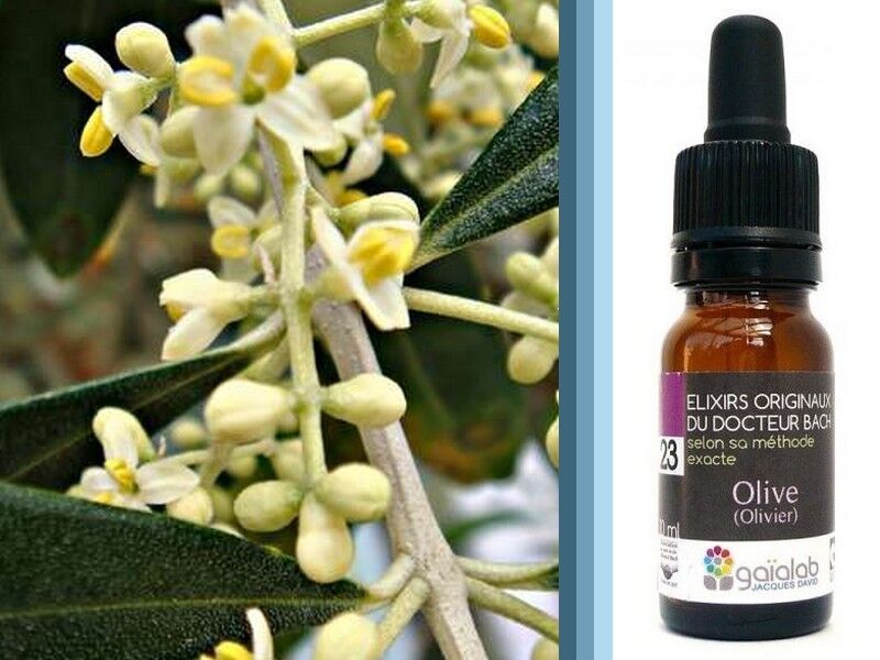 Fiori di Bach Oliva (Olivier) BIOLOGICO*