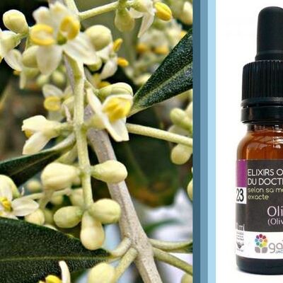 Bach Flower Olive (Olivier) ORGANIC*