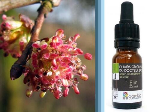 Fleur de Bach Elm (Orme) BIO*