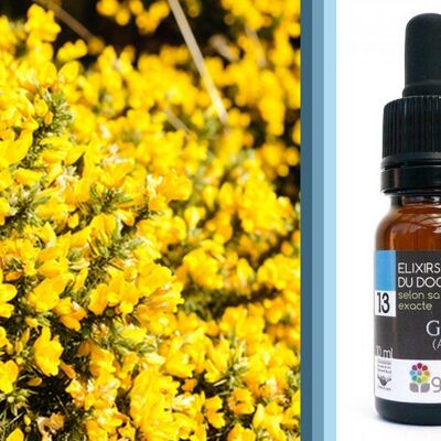 Bach Flower Gorse (Gorse) ORGANIC*