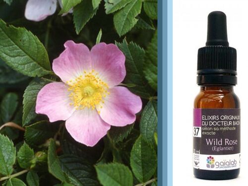 Fleur de Bach Wild Rose (Églantier) BIO*