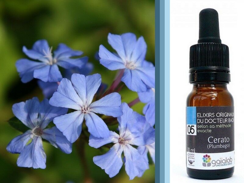 Cerato Fiori di Bach (Plumbago) BIOLOGICO*