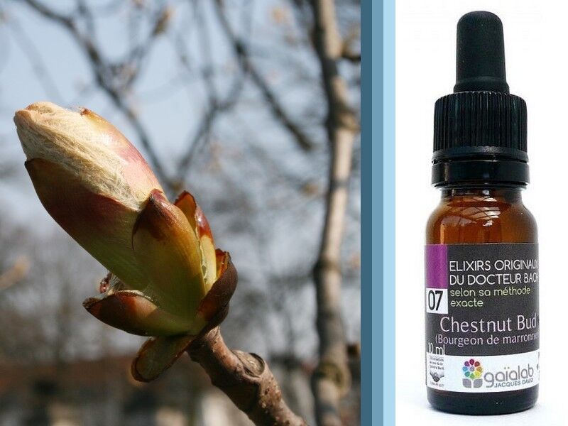 Fiori di Bach Castagno Bud (Gemme di Castagno) BIOLOGICO*