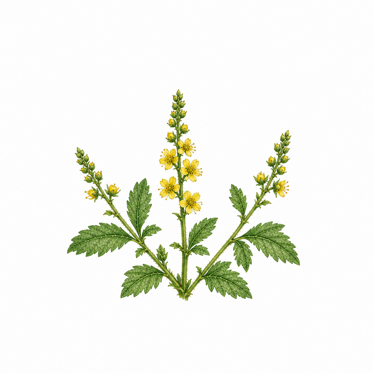 Agrimony (Aigremoine) - Fleur de Bach BIO*