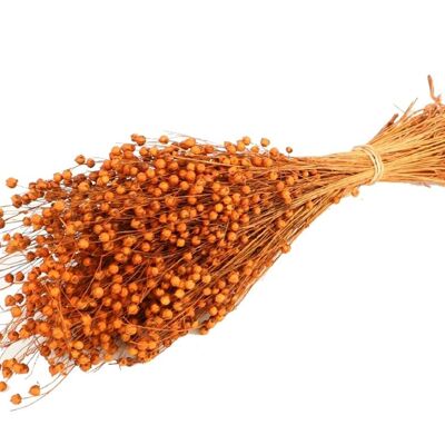 Flax dried, approx. 100g, length 50cm, orange