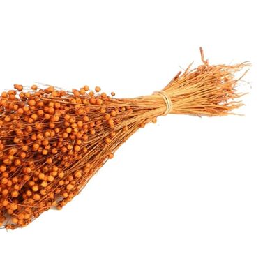 Flax dried, approx. 100g, length 50cm, orange