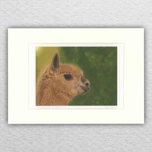 Alpaca print - A5 mounted to A4 - wildlife art - british art - animal art - pastel - drawing - giclee - illustration - painting