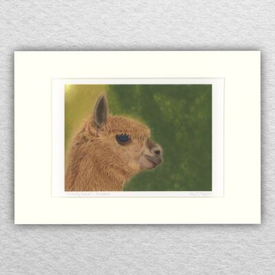 Impression d'alpaga - A5 monté sur A4 - art animalier - art britannique - art animalier - pastel - dessin - giclée - illustration - peinture