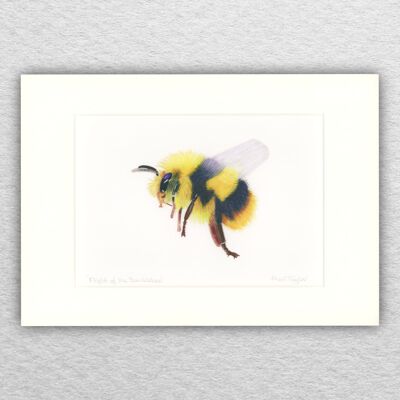 Bienendruck A5 auf A4 montiert – Hummel – Tierkunst – britische Kunst – Vogelkunst – Farbstift – Zeichnung – Giclée – Illustration – Malerei