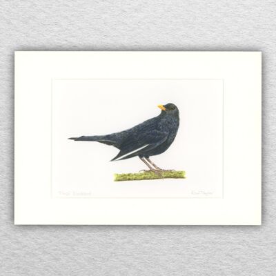 Amseldruck – A5 auf A4 montiert – Tierkunst – britische Kunst – Vogelkunst – Farbstift – Zeichnung – Giclée – Illustration – Malerei