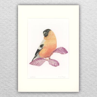 Dompfaff-Druck – A5 auf A4 montiert – Tierkunst – britische Kunst – Vogelkunst – Farbstift – Zeichnung – Giclée – Illustration – Malerei