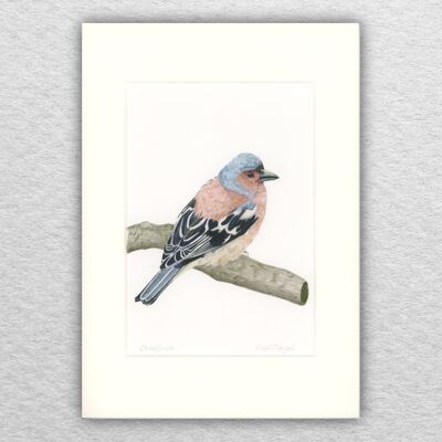 Fringuello stampa - A5 montato su A4 - arte della fauna selvatica - arte britannica - arte degli uccelli - matita colorata - disegno - giclée - illustrazione - pittura